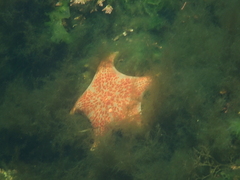 Dermasterias imbricata