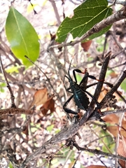Acanthocephala thomasi