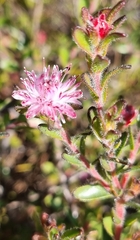 Diastella divaricata divaricata