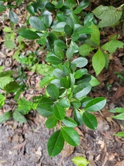 Erythroxylum urbanii