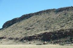 Aloidendron dichotomum