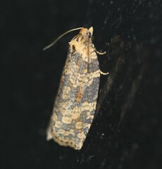 Cryptoptila australana