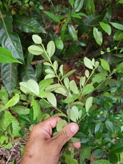 Erythroxylum urbanii