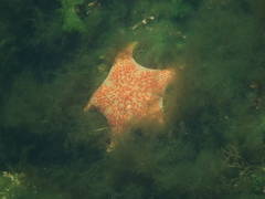 Dermasterias imbricata