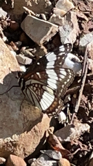 Limenitis weidemeyerii
