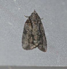 Etanna clopaea