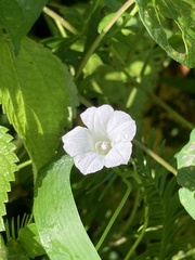 Ipomoea lacunosa