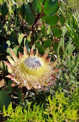 Protea cynaroides