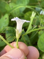 Ipomoea lacunosa