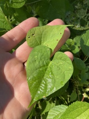Ipomoea lacunosa