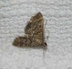 Nacoleia
