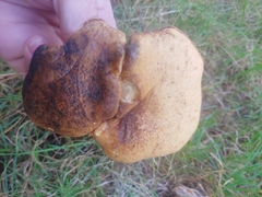 Polyporus