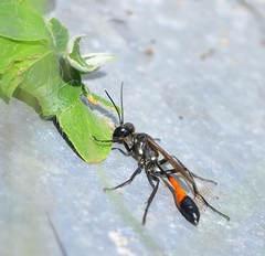 Ammophila sabulosa