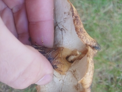 Polyporus