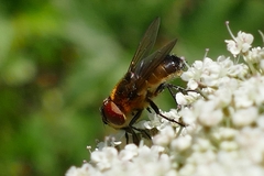 Phasia hemiptera