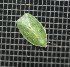 Anabunda murrayfletcheri