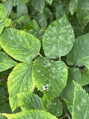 Podosphaera phytoptophila