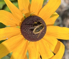 Sparnopolius confusus