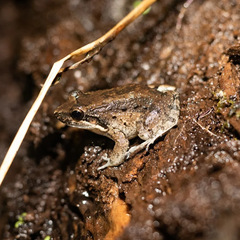Leptodactylus petersii
