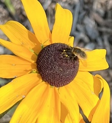 Sparnopolius confusus