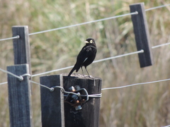 Hymenops perspicillatus