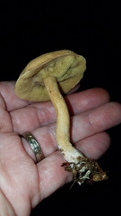 Leccinellum albellum