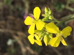 Erysimum