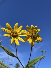 Helianthus schweinitzii