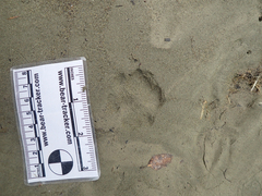 Urocyon cinereoargenteus