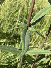 Helianthus schweinitzii