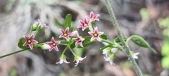 Astephanus triflorus