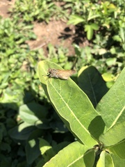 Polites themistocles