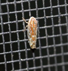 Diemoides sagittatus