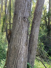 Salix nigra