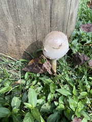 Chlorophyllum rhacodes