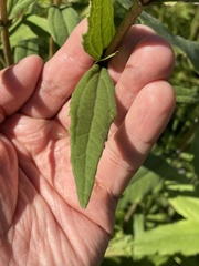 Helianthus schweinitzii