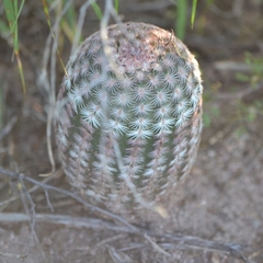 Echinocereus pectinatus pectinatus