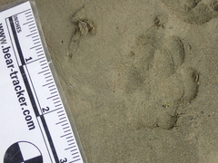 Urocyon cinereoargenteus