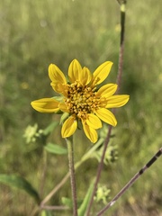 Helianthus schweinitzii
