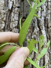 Salix nigra
