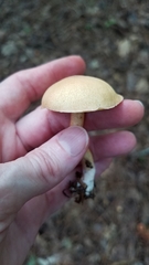 Leccinellum albellum