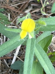 Crotalaria sagittalis