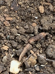 Entomobrya unostrigata