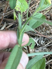 Crotalaria sagittalis