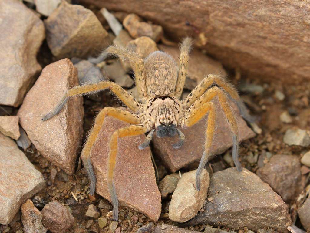 Palystella