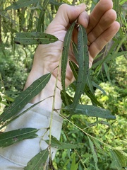 Salix nigra