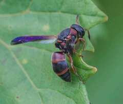 Pachodynerus erynnis