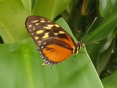 Heliconius hecale