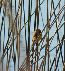 Pseudocolopteryx acutipennis