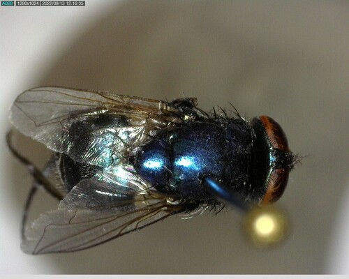 iNaturalist observation photo of Bird Blow Flies